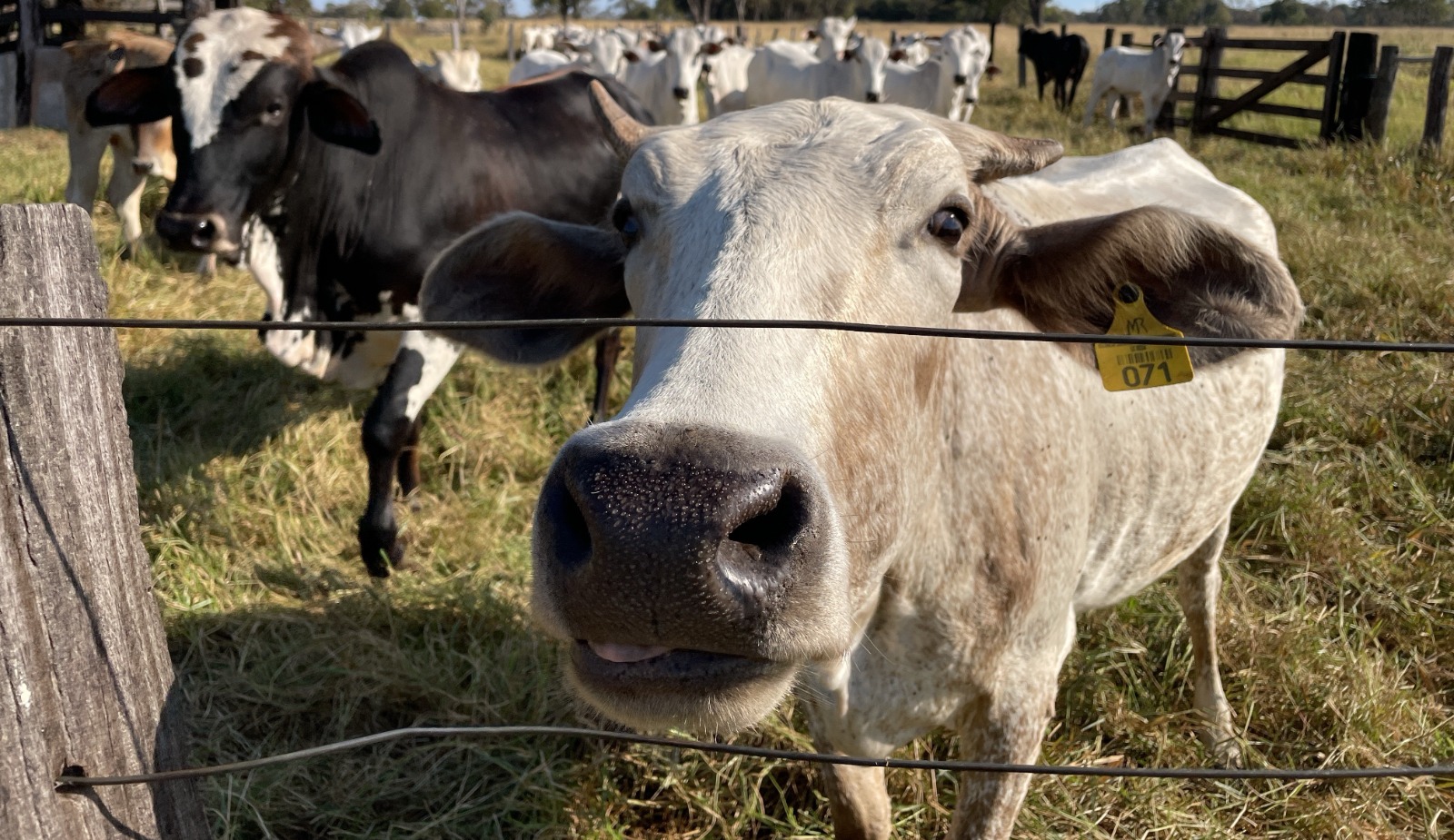 Rebanho bovino em propriedade rural avaliada